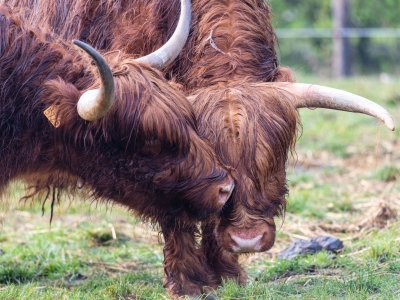 Vaca escosesa de las tierras altas - De Zonnegloed - Dierenpark - Dieren opvangcentrum - Sanctuary